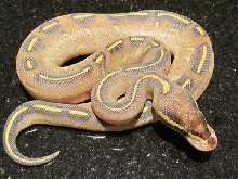 2012  FEMALE HIGHWAY BALL PYTHON