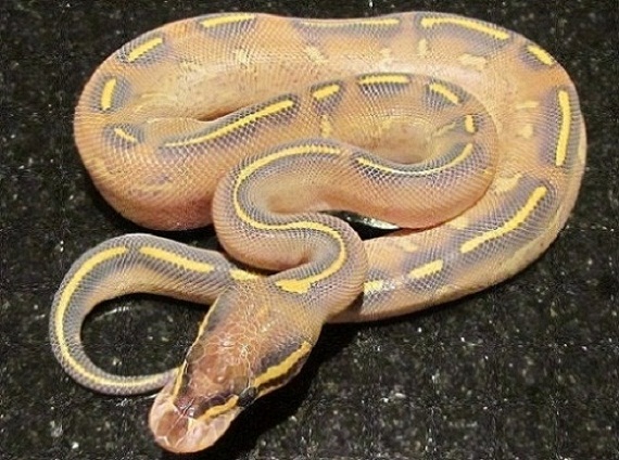 2012  FEMALE HIGHWAY BALL PYTHON