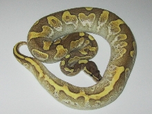 Calico Lesser