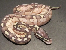 Pastel Calico Lesser
