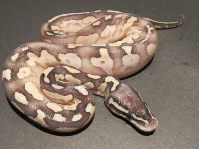 Pastel Calico Lesser