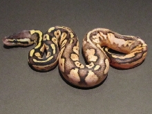 Pastel Calico