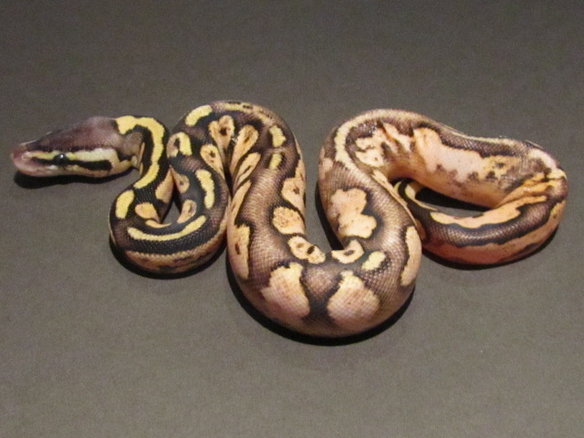Pastel Calico