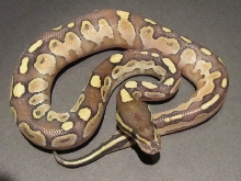 calico lesser