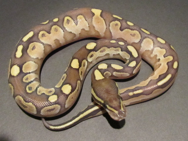 calico lesser