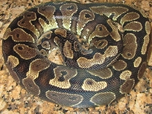 07 ADULT  GRAVEL FEMALE