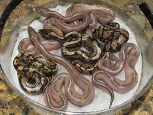 2012 HIGHWAY BALL PYTHON CLUTCH