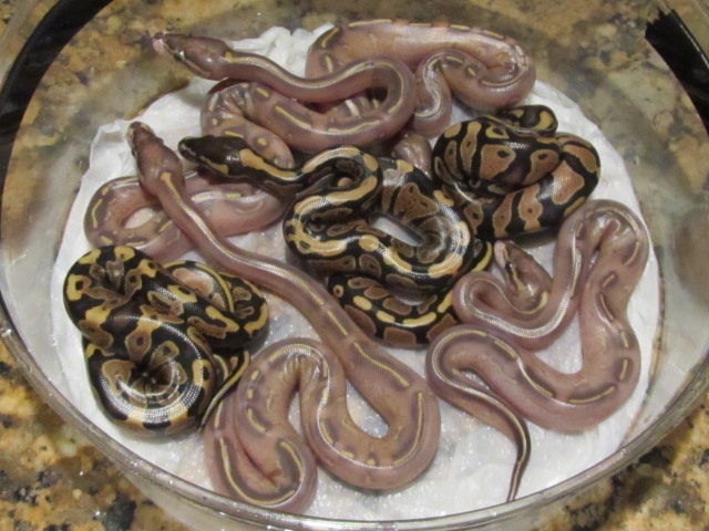 2012 HIGHWAY BALL PYTHON CLUTCH