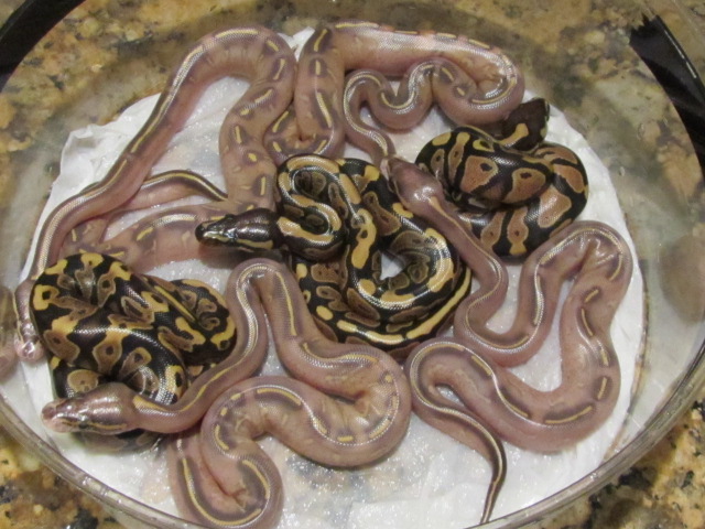 2012 HIGHWAY BALL PYTHON CLUTCH