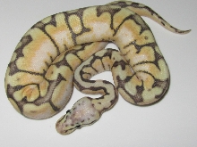 Killer Bee