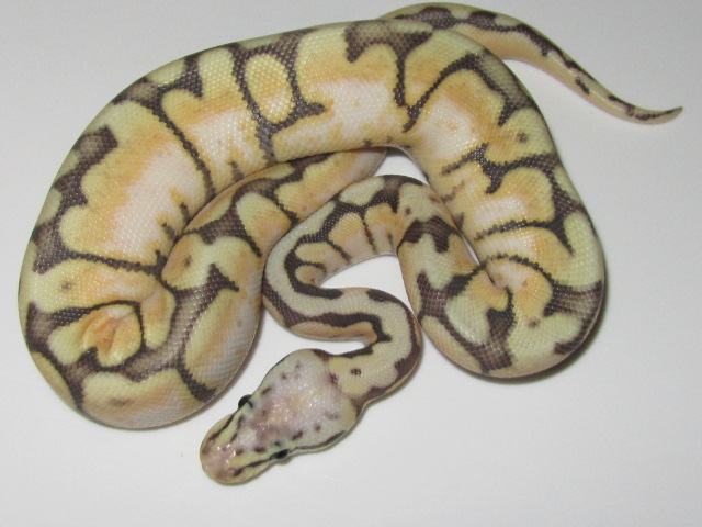 Killer Bee