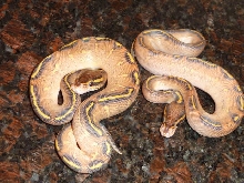 Highway Ball Pythons