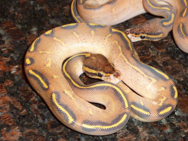 Highway Ball Pythons