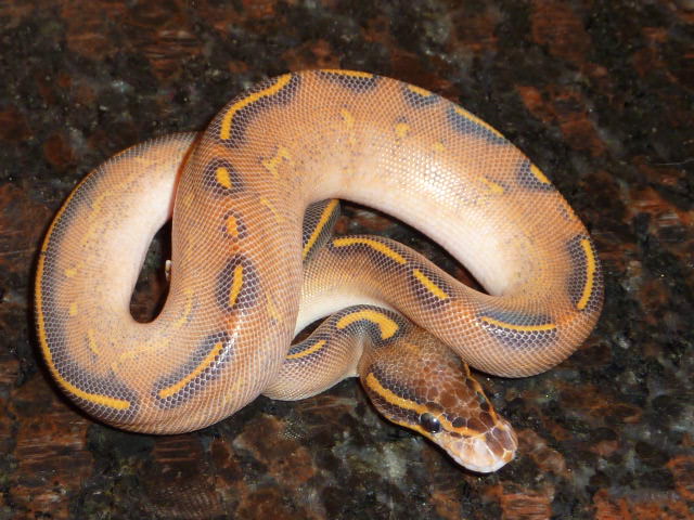 Highway Ball Pythons