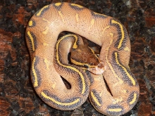 Highway Ball Pythons
