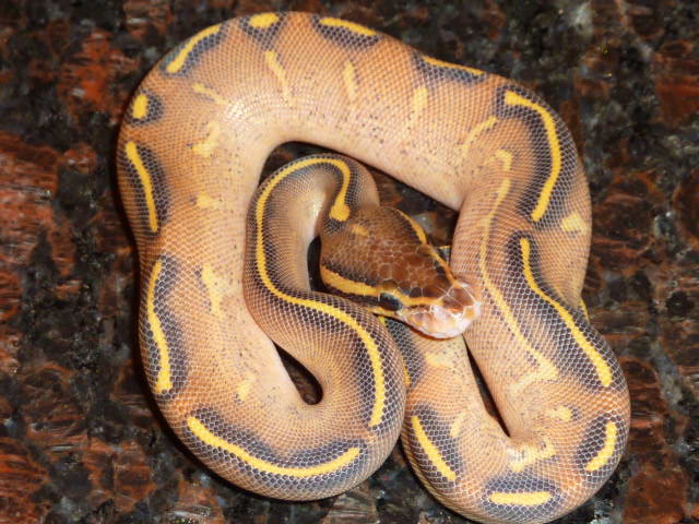 Highway Ball Pythons