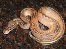 Highway Ball Pythons