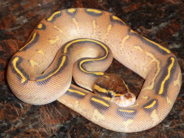 Highway Ball Pythons