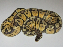 Super Pastel
