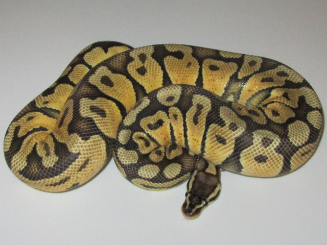 Super Pastel