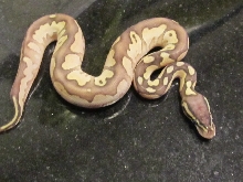 Pastel Calico Lesser