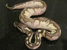 Pastel Calico Lesser