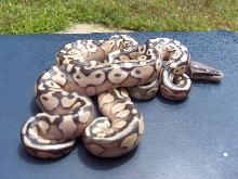 Congo Pastel Lesser