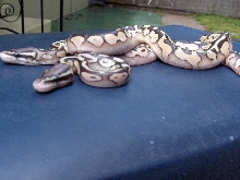 Congo Pastel Lesser