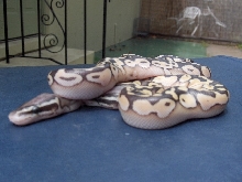 Congo Pastel Lesser