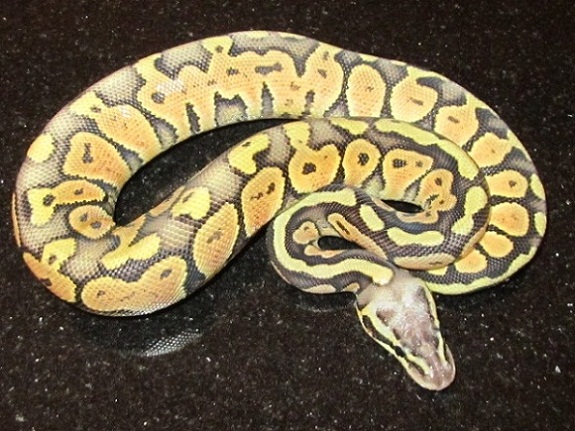 Super Pastel