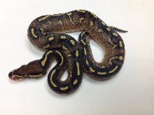 2014 SUPER GRAVEL MALE