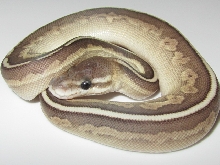 lesser cinny