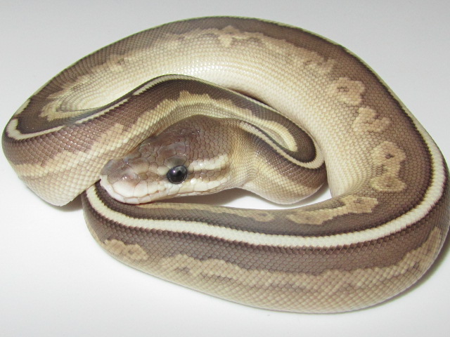 lesser cinny