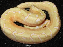 2012 MALE  ALBINO SPIDER