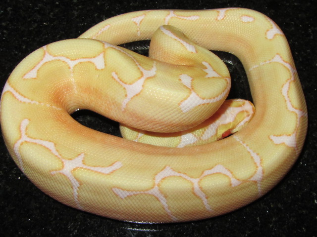 2012 MALE  ALBINO SPIDER