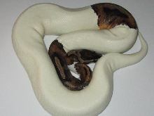 Pied