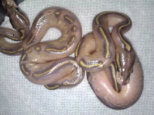 highway ball pythons