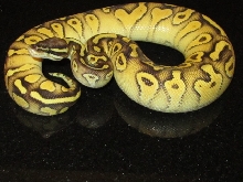 Yellow Belly Pastel Lesser