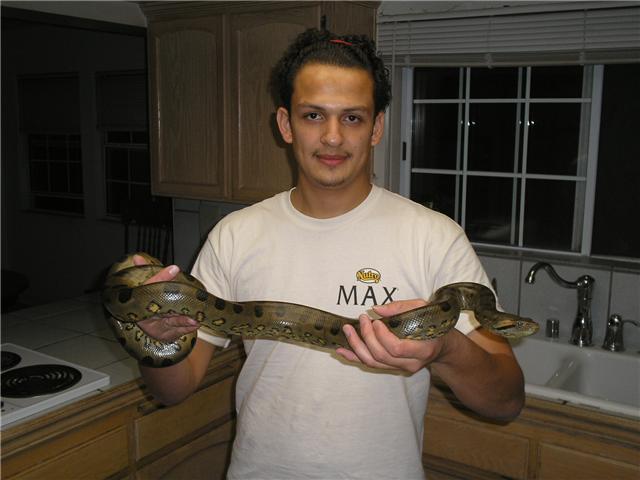 any the anaconda