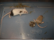 mouse size