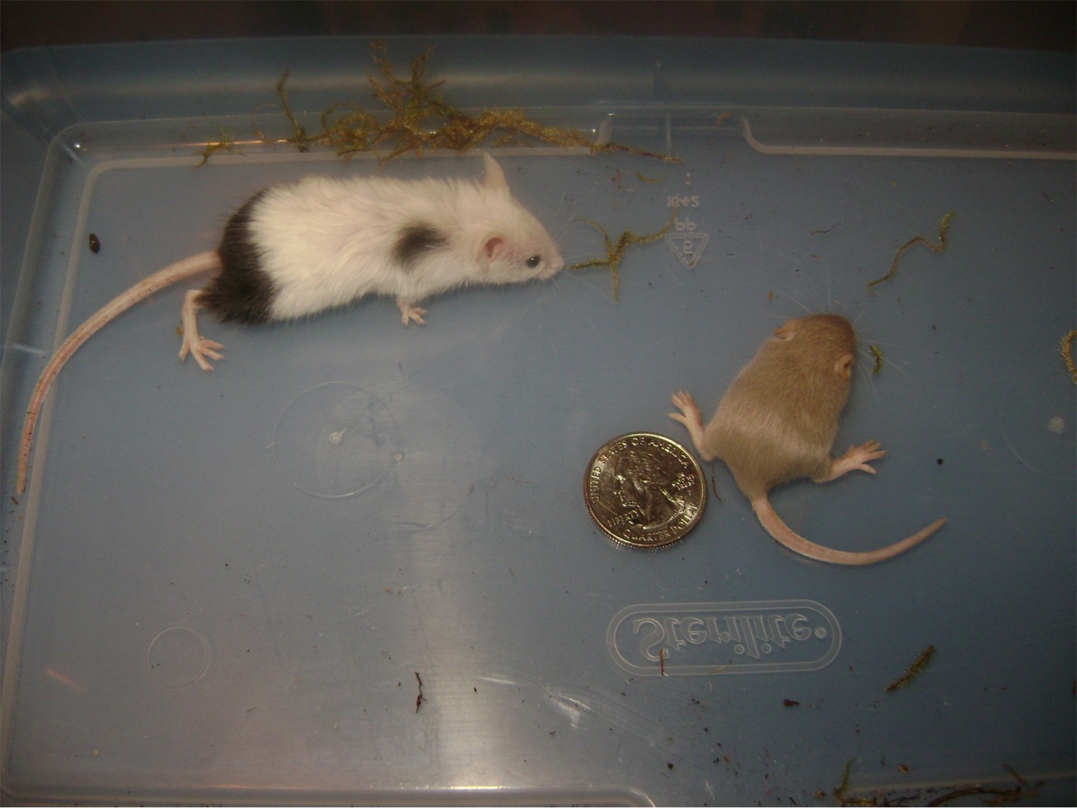 mouse size