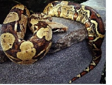 Yellow BCI from Prehistoric Pets (SOLD)