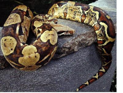 Yellow BCI from Prehistoric Pets (SOLD)