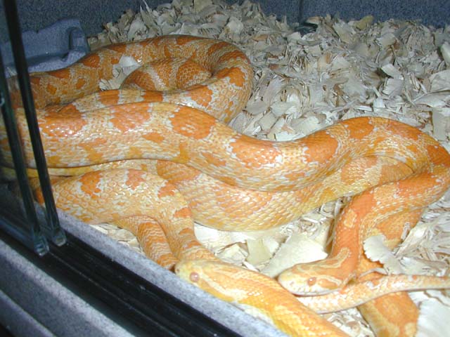 Creamsicle Love