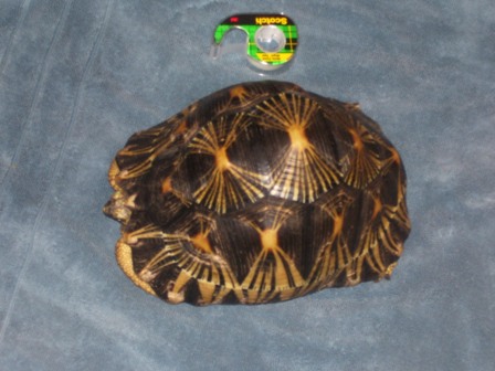 Radiated Female