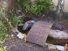 Outdoor pond 1