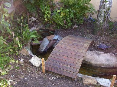Outdoor pond 1