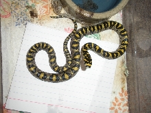 2010 mandarin rat snake yearling