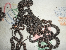 2011 corns