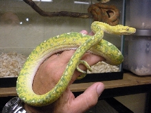 GTP Biak
